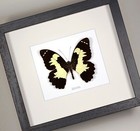 Real Framed  Butterfly  Papilio Euchenor