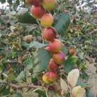 Hybrid Apple Ber Indian Jujube   Miss India   Graft Plant   1 Bare-root Plant