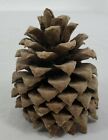 Giant Pinecone - Picked From Vermont - Holiday Crafts Christmas Tree Arts