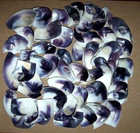 1 Pound Quahog wampum Shell Pieces Superior Quality Great Color Not  processed 