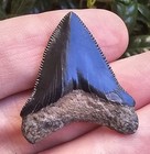 Georgia Posterior Megalodon Shark Tooth Fossil