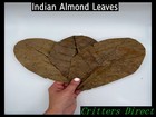 Indian Almond Leaves  large   For Betta  Fish  Shrimp  Axolotls And Vivarium