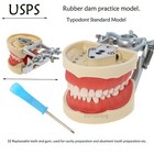 Us Kilgore Nissin 200 Type Dental 32 Teeth Removeable Model   Mounting Pole