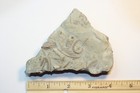 Rare Xenocrinus Baeri Crinoid From Southern Ohio