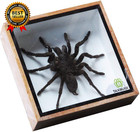 Real Spider Tarantula Taxidermy Mounted Specimen Insect Framed Insect Eurypeima