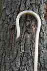 93-96  Amish Handcrafted Red Oak Steam Bent Shepherd Crook Or Hook 