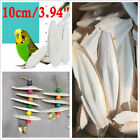 3 9  Large 30x Long Cuttlebone Cuttlefish Bone Sepia Fish Bird Chew Food Calcium