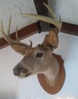 Taxidermy White Tail Deer Shoulder Mount 6 Pt   Wood Mounting Board  no Ship 