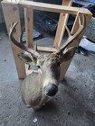 Whitetail Deer Shoulder Mount 8 Point Buck
