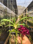 Orchid Collector   s Set     4-color Rhynchostylis Gigantea Accent