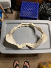 Tiger Shark Jaw Taxidermy 20 wx12 h