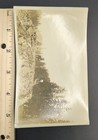 Snapshot Vintage Photo Landscape Young Lady Girl Dog Pet Animal Cute Scenic Tree
