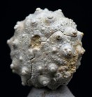 Urchin Fossil Shell Mineral Echinoid Echinoderm Jurassic Specimen France
