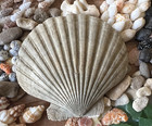 Large Fossil Chesapecten Scallop 5  Seashell Beautiful Coloring Megalodon Era 