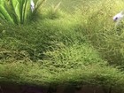Java Moss Live Aquarium Plant - Freshwater  Beginner  Tropical