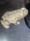 Toad Doorstop Heavy Duty Frog Wedge Rustic Cabin Door Stop 5  Vintage Cast Iron