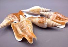 Listers Conch Seashell Tan Strombus Listeri  1 Shell Approx  3 5  Inches 
