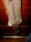 Huge Beautiful Tanned Red Fox Fur Pelt Skin Taxidermy F1 Man Cave Log Cabin Trim