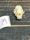 Real Xl Mink Skull Unique Gift Craft Animal Mount Art Model Head Voodoo Decor