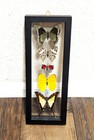 5 Real Butterflies Framed Collection Double Glass