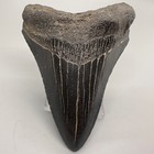 Complete Dark  Decently Serrated 3 73  Fossil Megalodon Shark Tooth - Usa