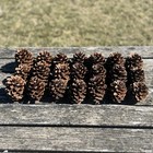 Individual Pine Cones  free Shipping 