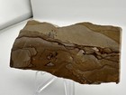 Wild Horse Picture Jasper Slab Rough Polished Face 4x1 75x 10mm Oregon  whj04 