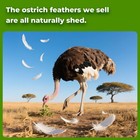 20 Pcs Natural Black Ostrich Feathers 6-8 Inch Bulk For Diy Clothes