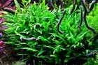 Java Fern  narrow  Easy Beginner Live Aquarium Plant Buy 2 Get 1 Free