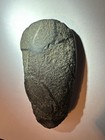 British Neolithic Veined Stone Age Hand Axe Stone Tool W  Coa
