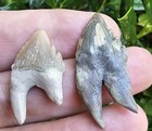 Lee Creek Squalodon Fossil Tooth Odontocete Pair Of 2