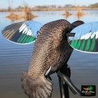 Mojo Elite Series Blue Wing Teal Spinning Wing Duck Decoy Remote Ready 3p
