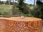 Compass Rose Ukulele By Rick Turner  Natural Sycamore Wood  Concert Tenor