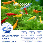 Shrimplive  Combo 10 Mix Color Shrimps   Premium Shrimps Food 50g Live Guarantee