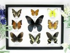 9 Beautiful Butterflies In Xl Showcase  Framed  Real  Taxidermy - A-09-mormon-05