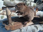 New Beautiful Yearling Small Beaver Real Taxidermy Mount Fox Bobcat