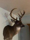 Deer Mount 17 Point Whitetail Deer