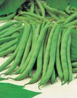 Bean Tendergreen Bush Bean Seeds   cool Beans N Sprouts  Brand  Home Gardening 