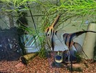 Peru Altum Angelfish Mix  S v Tail  qrtr   - Sized Body  3 1 Free  Free Shipping