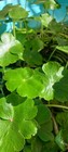 Pennywort Plant  - Minimum Order  must Order At Least 8 Plants 