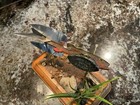 Vintage Heddon Spook Ice Decoy Minnow  Lure Antique Tackle Box Bait Sturgeon 