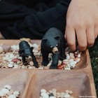 Safari Ltd  Black Bear Cub Figurine - Detailed 3  Plastic Model Figure - Fun    