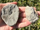 Fossil Crabs In Matrix Lot Of 2 Washington Crustacean Eocene Age