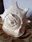 Queen Helmet Conch Shell Horned Large Natural Seashell 11  Antique Rare Huge   