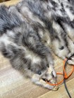   Weekly Special   Opossum Hide Damaged  Fur  Id Tag Orange Reduced Lowest Grade