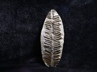 Gorgeous Mazon Creek Fern Fossil  Coal City  Il