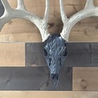 Whitetail Deer Antler Shed Mount