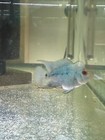 Blue Diamond Flowerhorn 3inch         High Quality Live Freshwater Fish