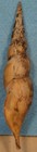 Teramachia Smithi 144mm Tolog Bay Negros philippines Dredged 100 Meters