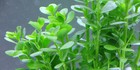 50 Moneywort Plant Plants Live Aquarium Plants Aquascaping Planted Tank Easy  